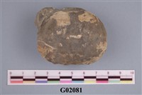 藏品(螃蟹)的圖片